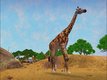  Zoo Tycoon 2 : African Adventure  passe  Gold 