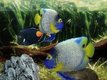   Aquarium By DS  , rien n'arrte deux poissons