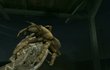 Deadly Creatures