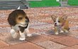 Nintendogs