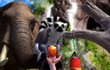 Zoo Tycoon