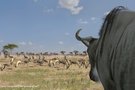 Deux images pour  Afrika  sur Playstation 3