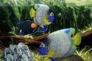   Aquarium By DS  , rien n'arrte deux poissons
