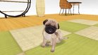 Images et photos The Dog Happy Life