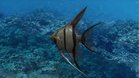 Images et photos My Aquarium