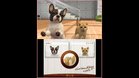 Images et photos Nintendogs + Cats - Bouledogue Francais & Ses Nouveaux Amis