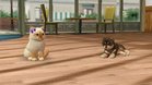 Images et photos Nintendogs + Cats - Golden Retriever & Ses Nouveaux Amis