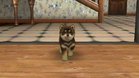 Images et photos Nintendogs + Cats - Golden Retriever & Ses Nouveaux Amis