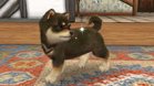 Images et photos Nintendogs + Cats - Golden Retriever & Ses Nouveaux Amis