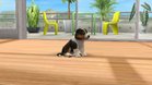 Images et photos Nintendogs + Cats - Golden Retriever & Ses Nouveaux Amis