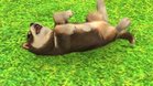 Images et photos Nintendogs + Cats - Golden Retriever & Ses Nouveaux Amis