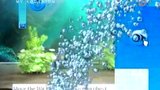 Vido My Aquarium | Vido #1 - Trailer
