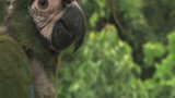 Vido Discovery Kids : Parrot Pals | Vido #1 - Bande-Annonce