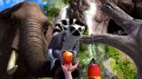 Vido Zoo Tycoon | E3 2013 : premire bande-d'annonce