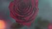 Vido Until Dawn | Les roses sont rouge sang