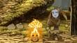 Les Chroniques De Sadwick : The Whispered World