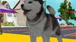 PETZ Sports : Chiots & Compagnie