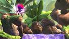 Le million pour Giana Sisters : Twisted Dreams