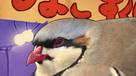 Hatoful Boyfriend fait son nid dans la boutique Steam